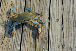 bayside waterfront rental in Fenwick Island