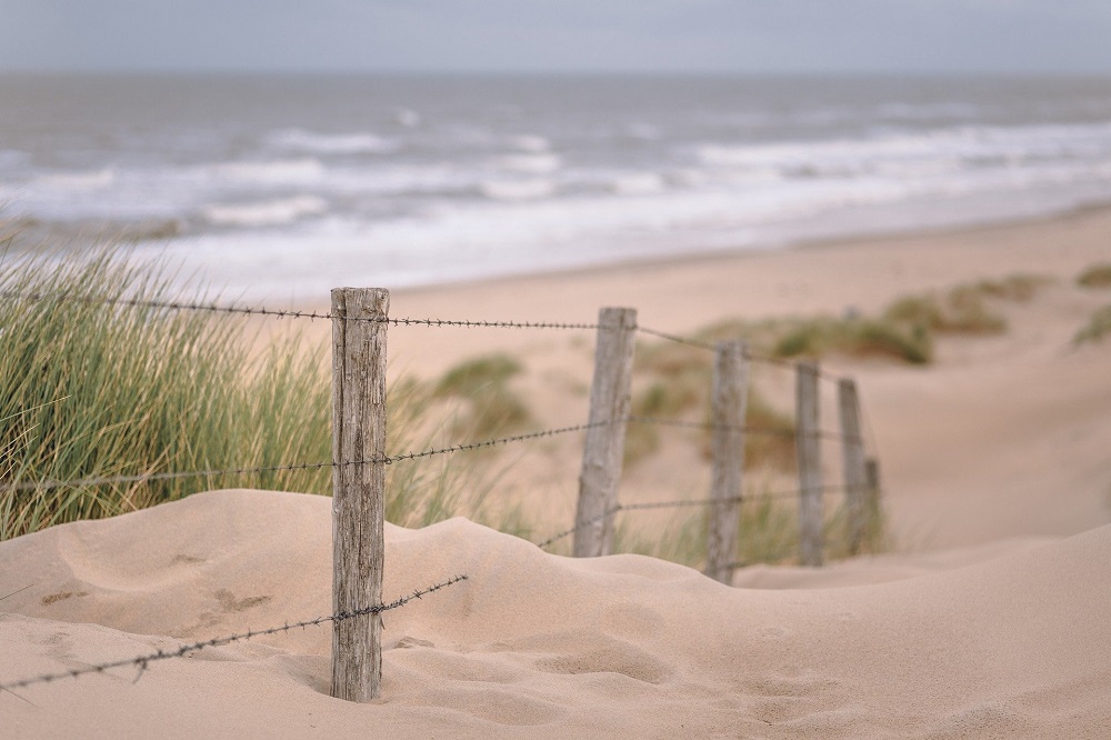 Pet Friendly Rentals In Dewey Beach De