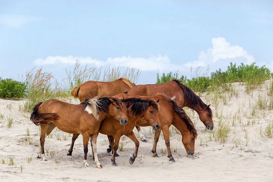 Chincoteague, VA, Provides the Island Resort Experience with Small Town